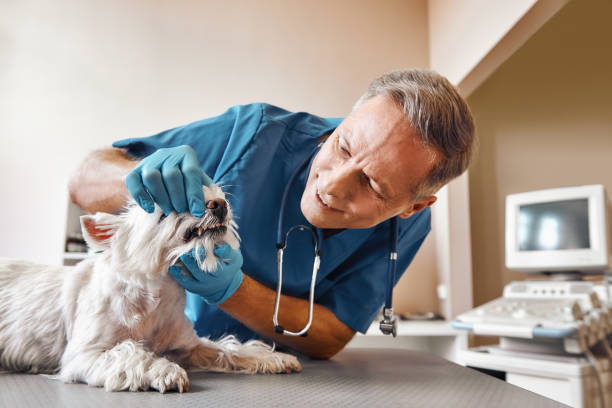 Best Emergency Denture Repair in Oceanside, NY